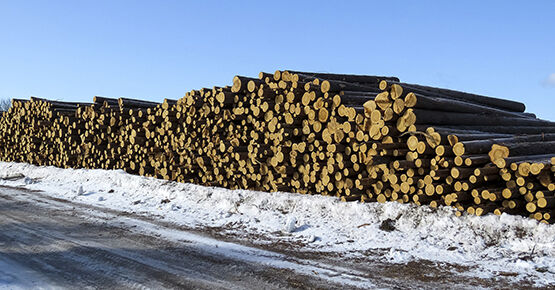 Круглый лес